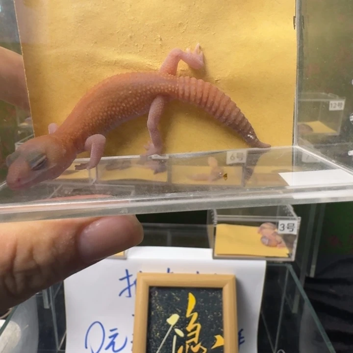 肥尾守宫橘无妹妹，50一手，整起来！
