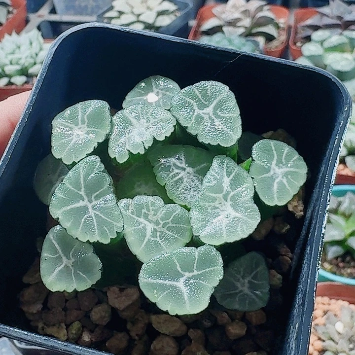 无花朵十二卷 大吉万像