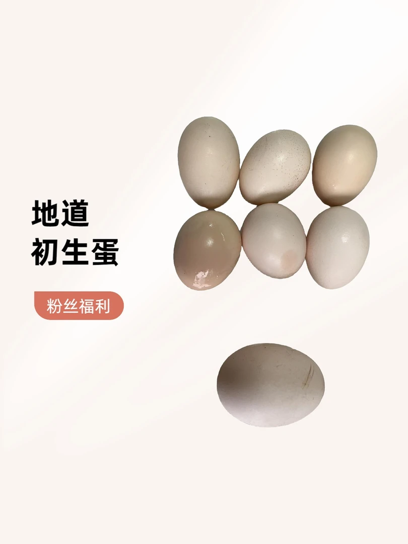石榴岛百草鸡初生蛋