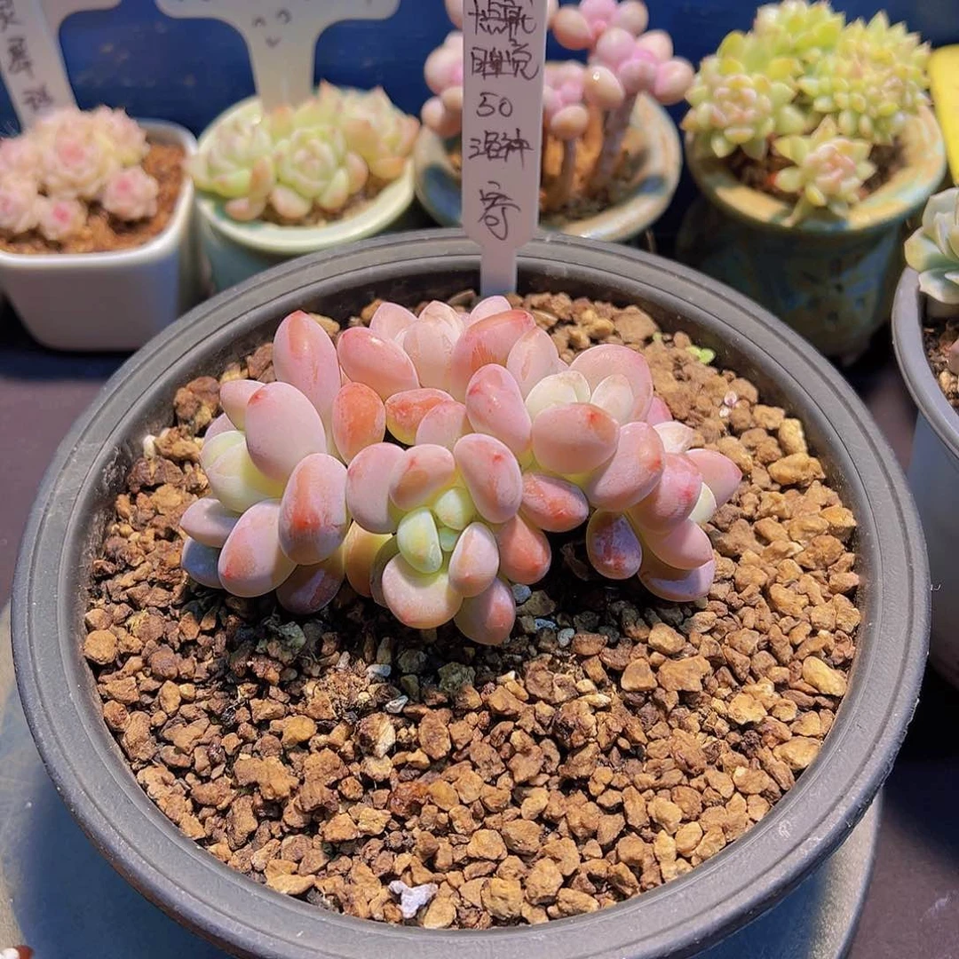 十***觉洛神，多肉植物，