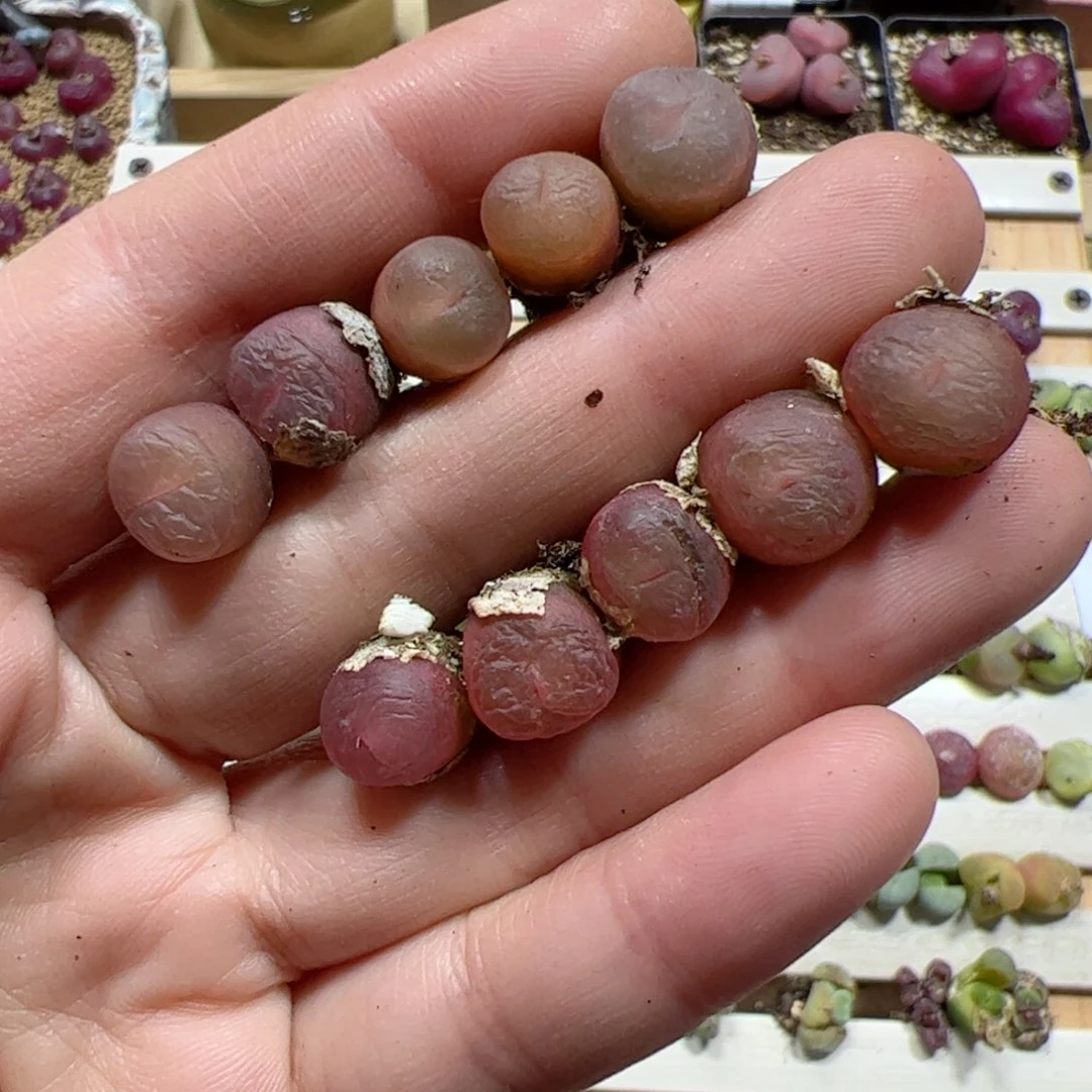 【闪购商品】238 超毛