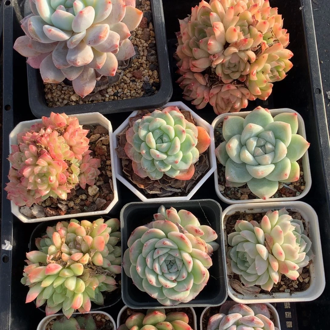 1209-09 套餐一组