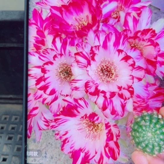 下67丽花美13歪无根侧芽2一3公分左右20包邮