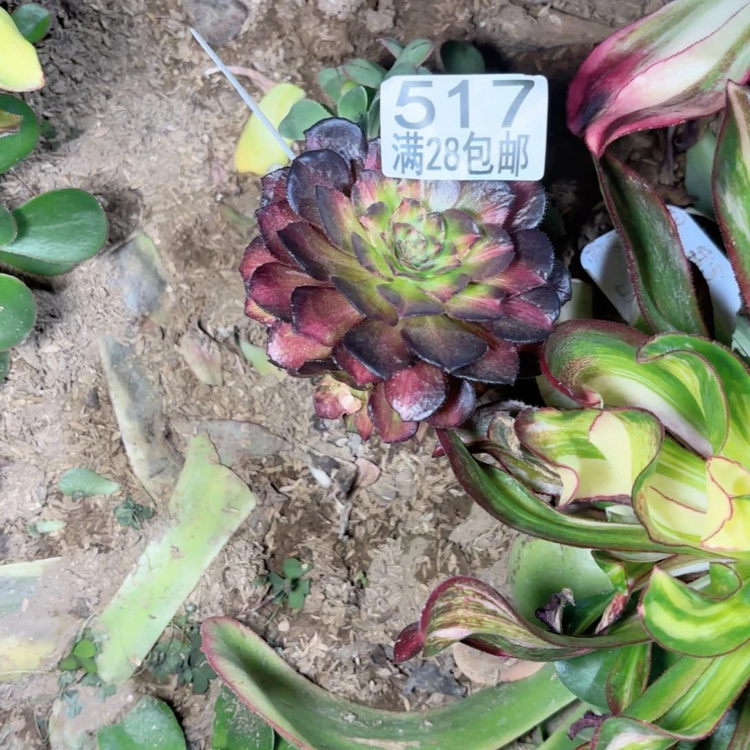 E. 517海王七彩无根多肉1111