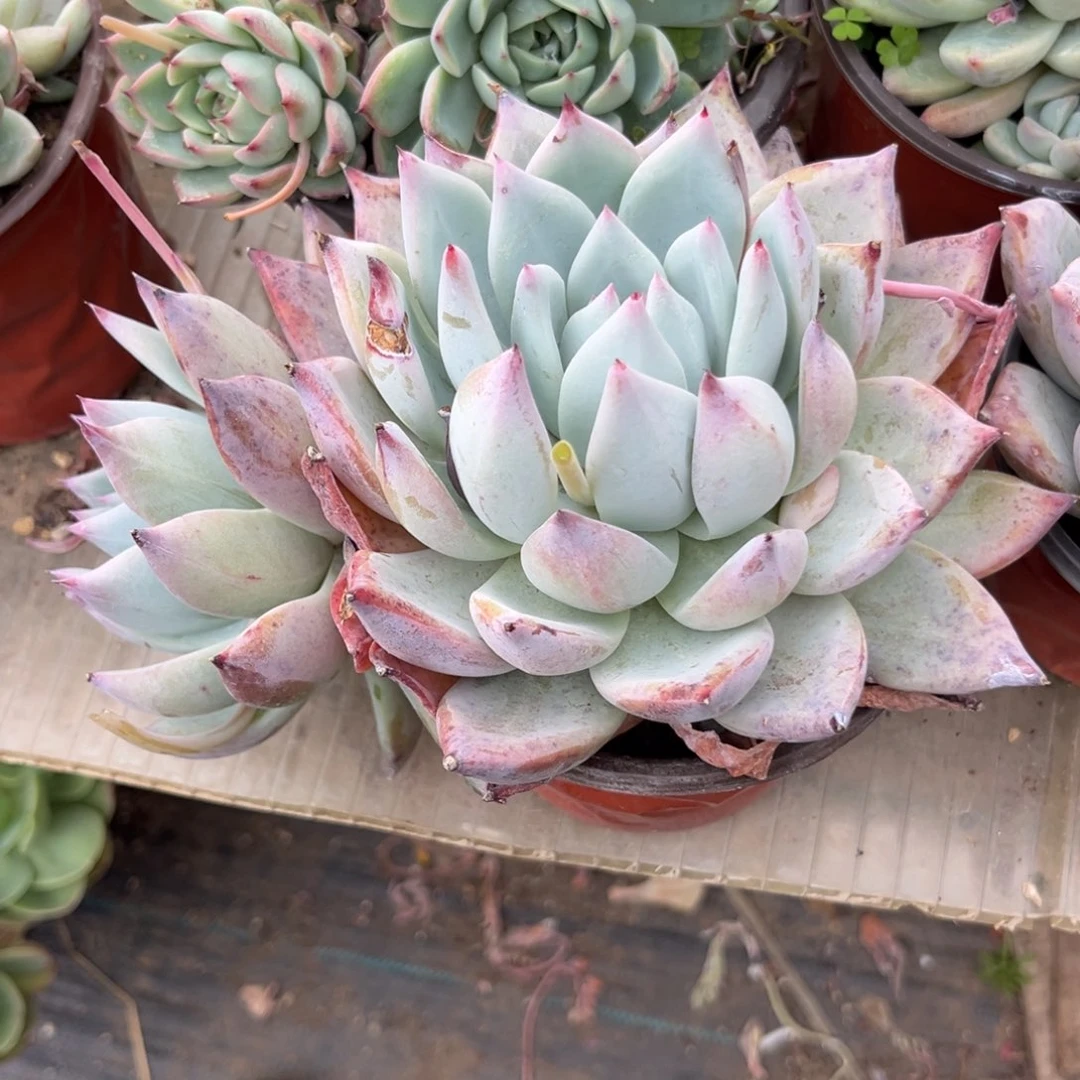 _****?多肉植物的生长发育规律