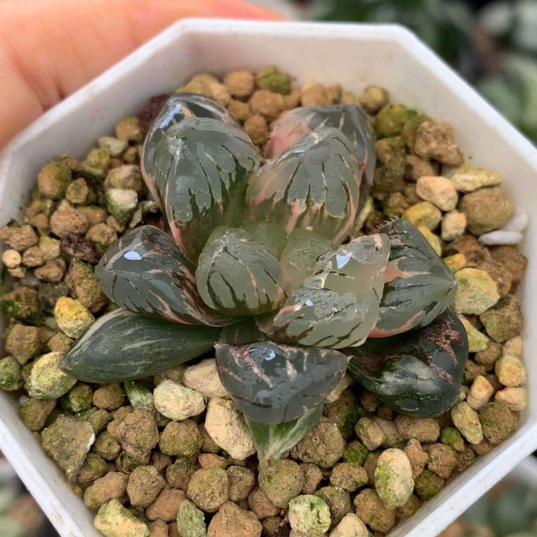 黑水晶玉露锦，带盆一起