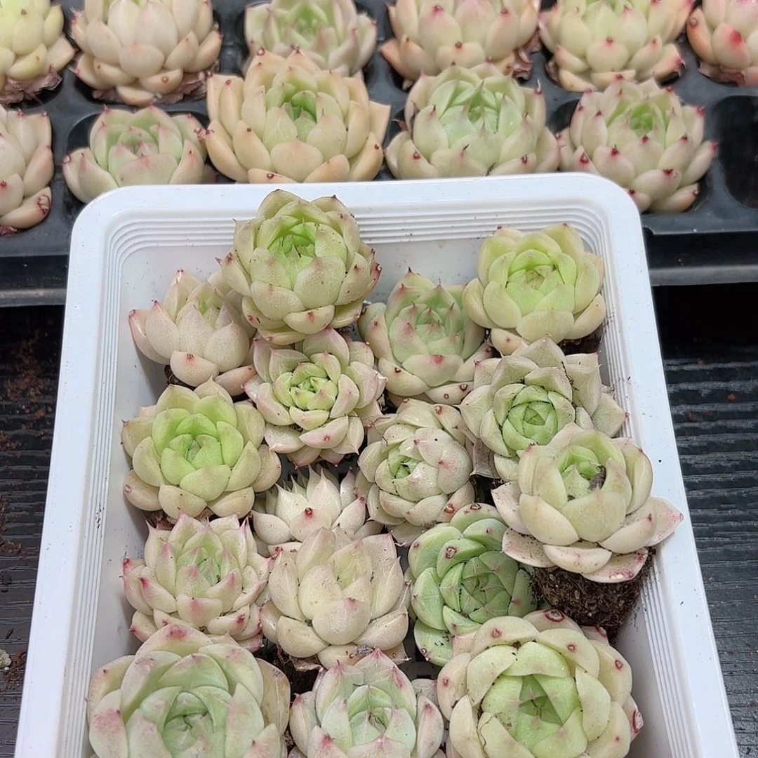 如图 品质21颗 新疆西藏内蒙不发货