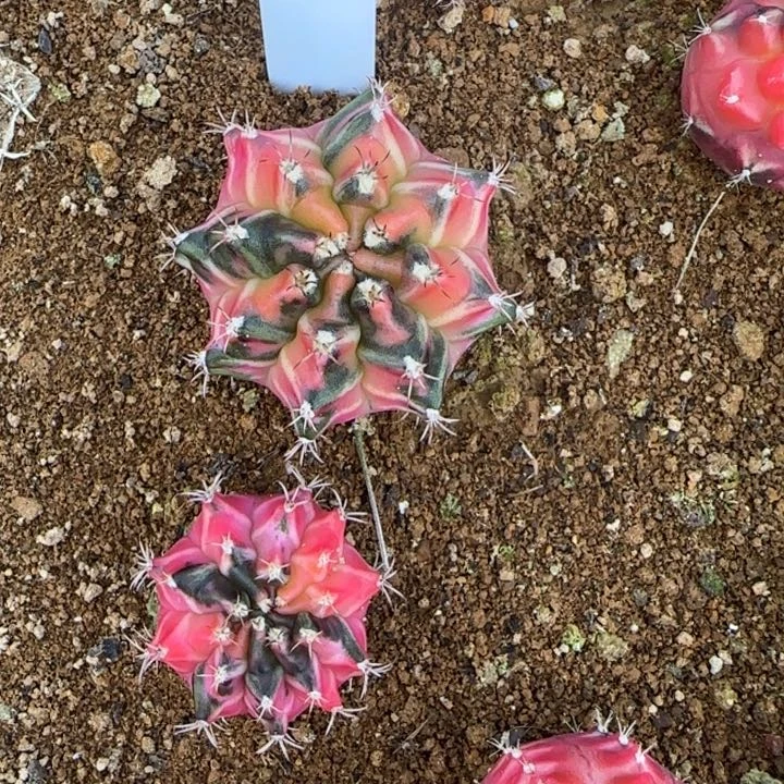 211-0118泰国发货多肉