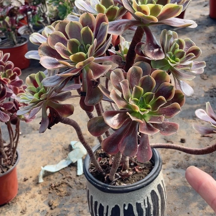 895欧嘉莉多肉123446789