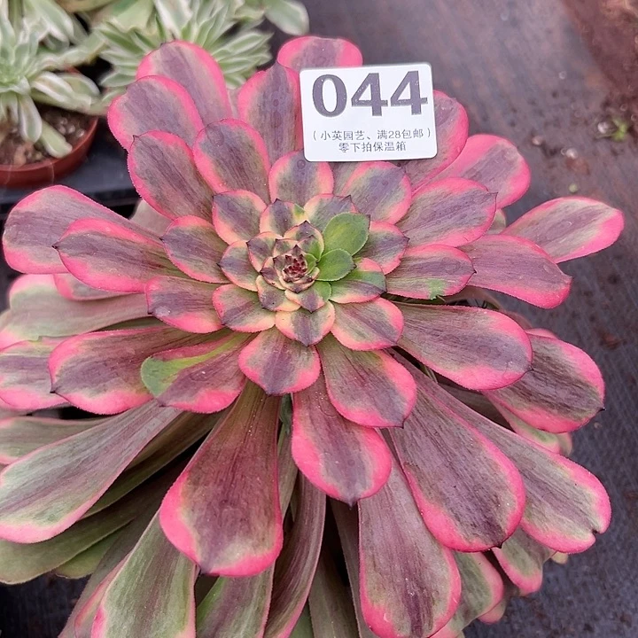 044多肉植物胭脂