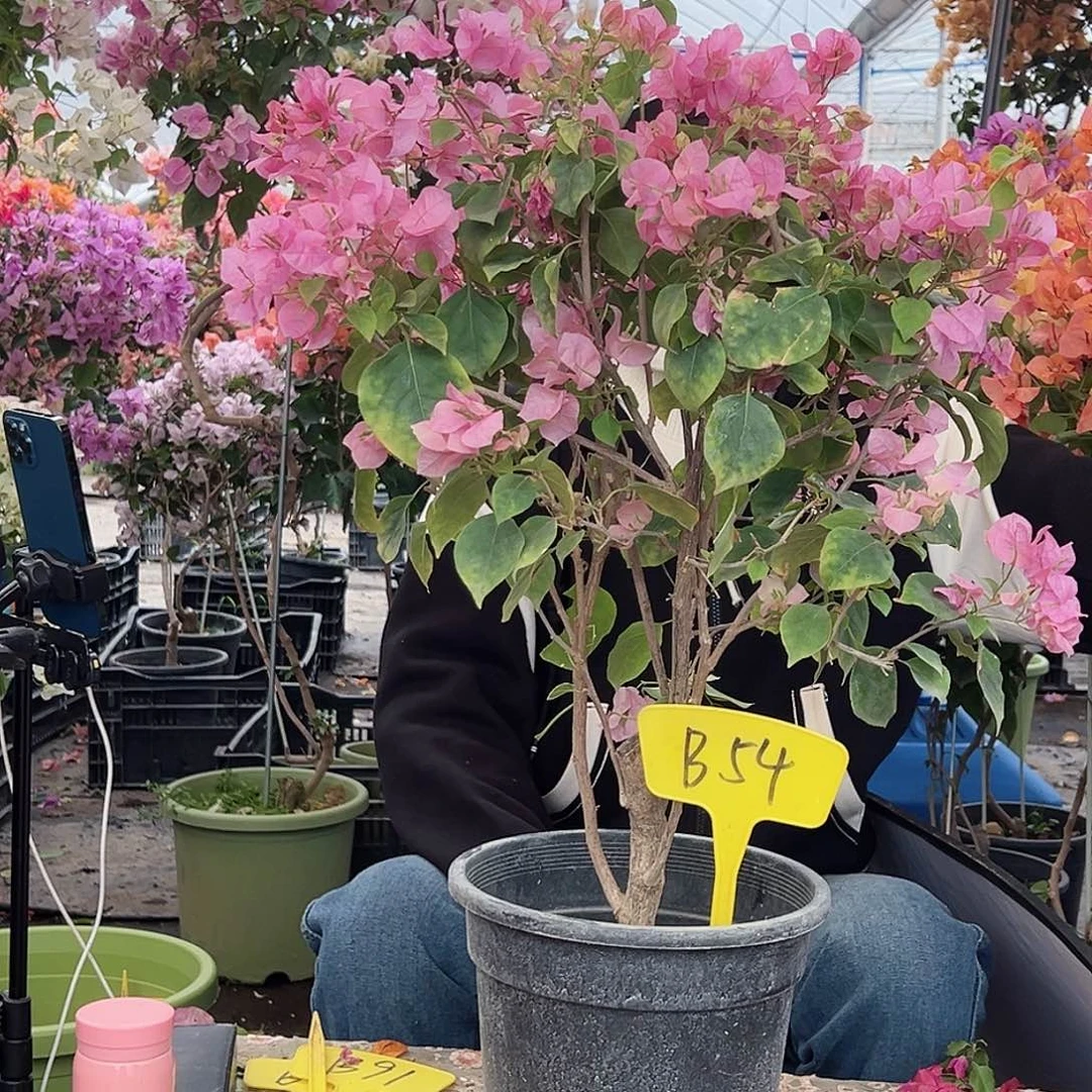 清****大部分花苞少量开放B54红粉佳人