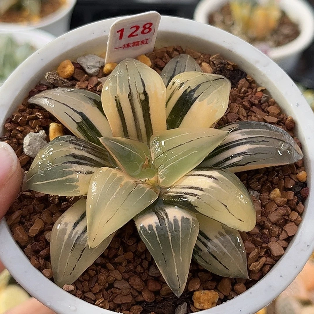 128红纹寿锦福利福利福利