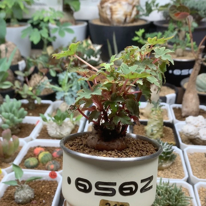 块根秋海棠带盆多肉