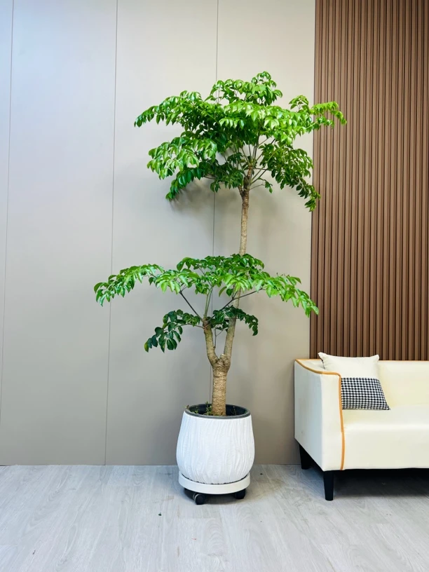 老桩幸福树盆栽幌伞枫室内绿植客厅办公室大型盆景好养易活