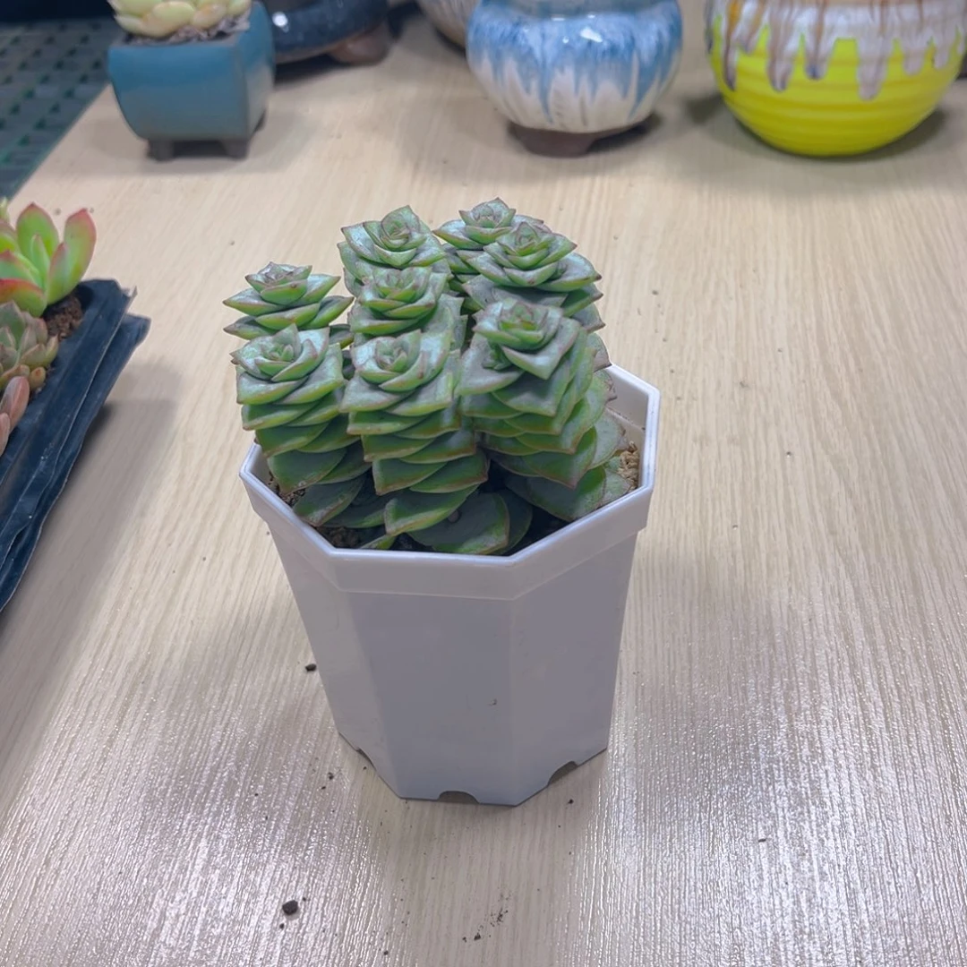 钱串八颗送八角盆土