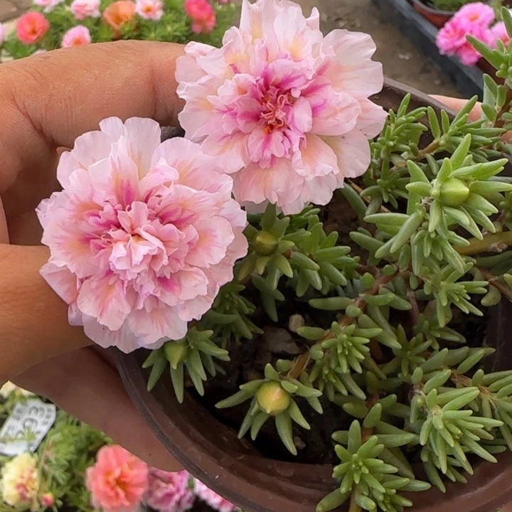 无花朵量拍伊芙蓉超小苗盆口10cm