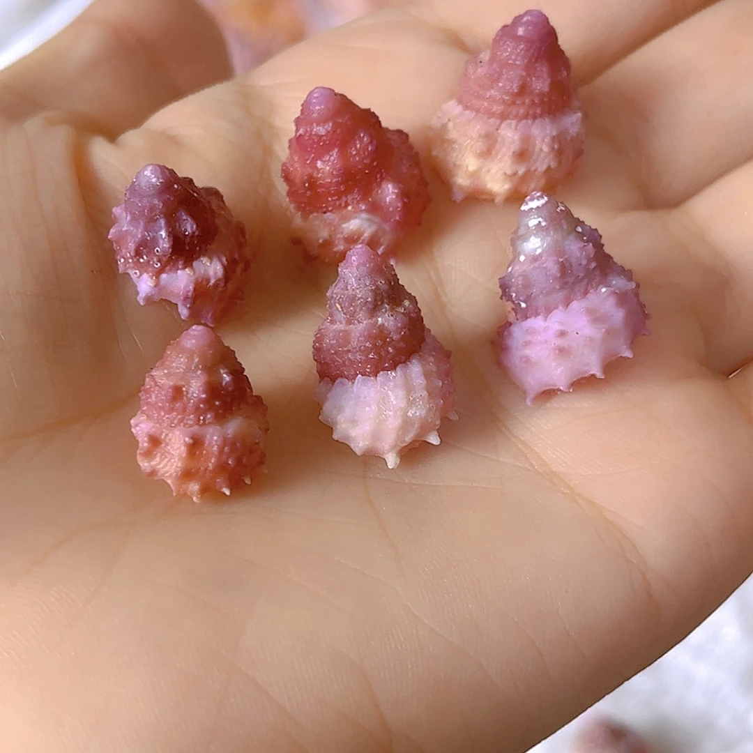 大理石磁石小**记天然贝壳海螺批发零售