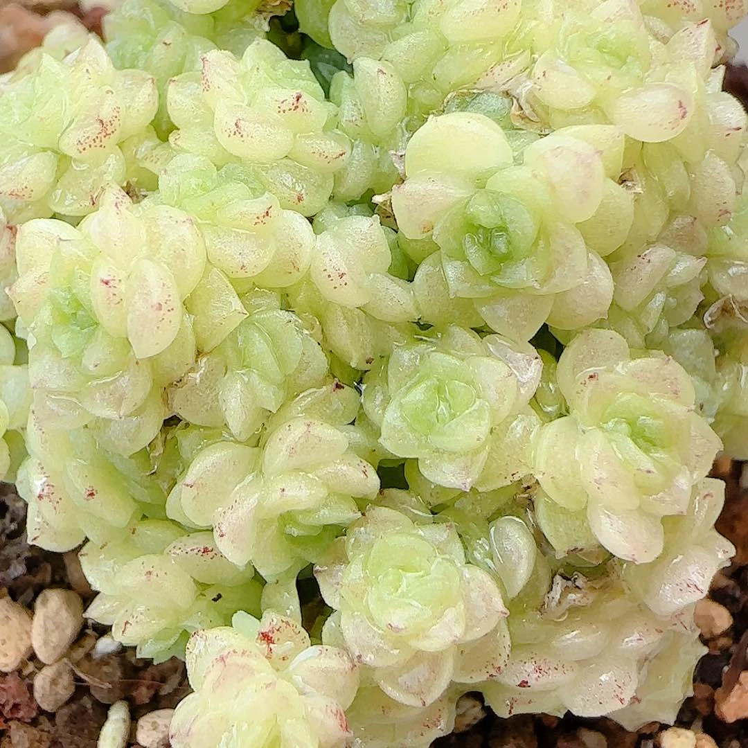 【闪购商品】0704-93优选麦杆