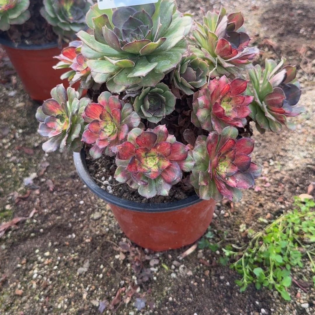 140海王。多肉植物