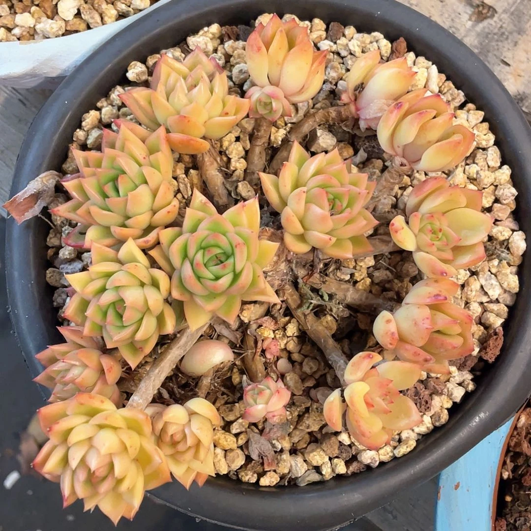 小*多肉植物一物一拍