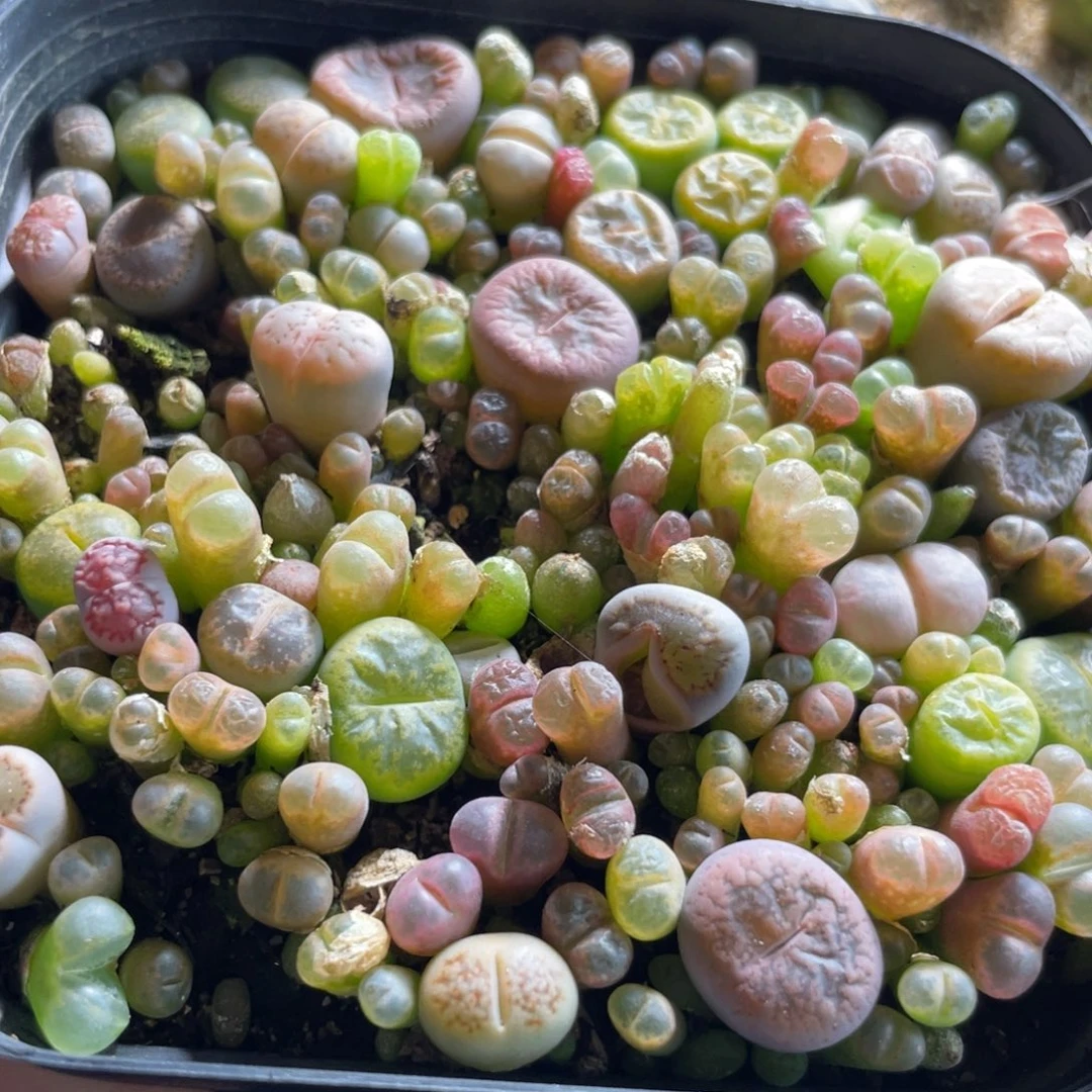混合风铃生石花苗满盆随机发