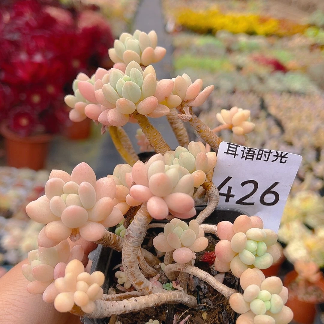 426，鱼子酱，脱土发货，一单两颗