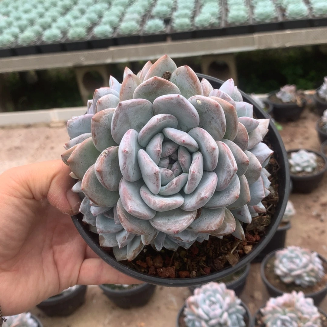 无花朵9头花花花花花花花花