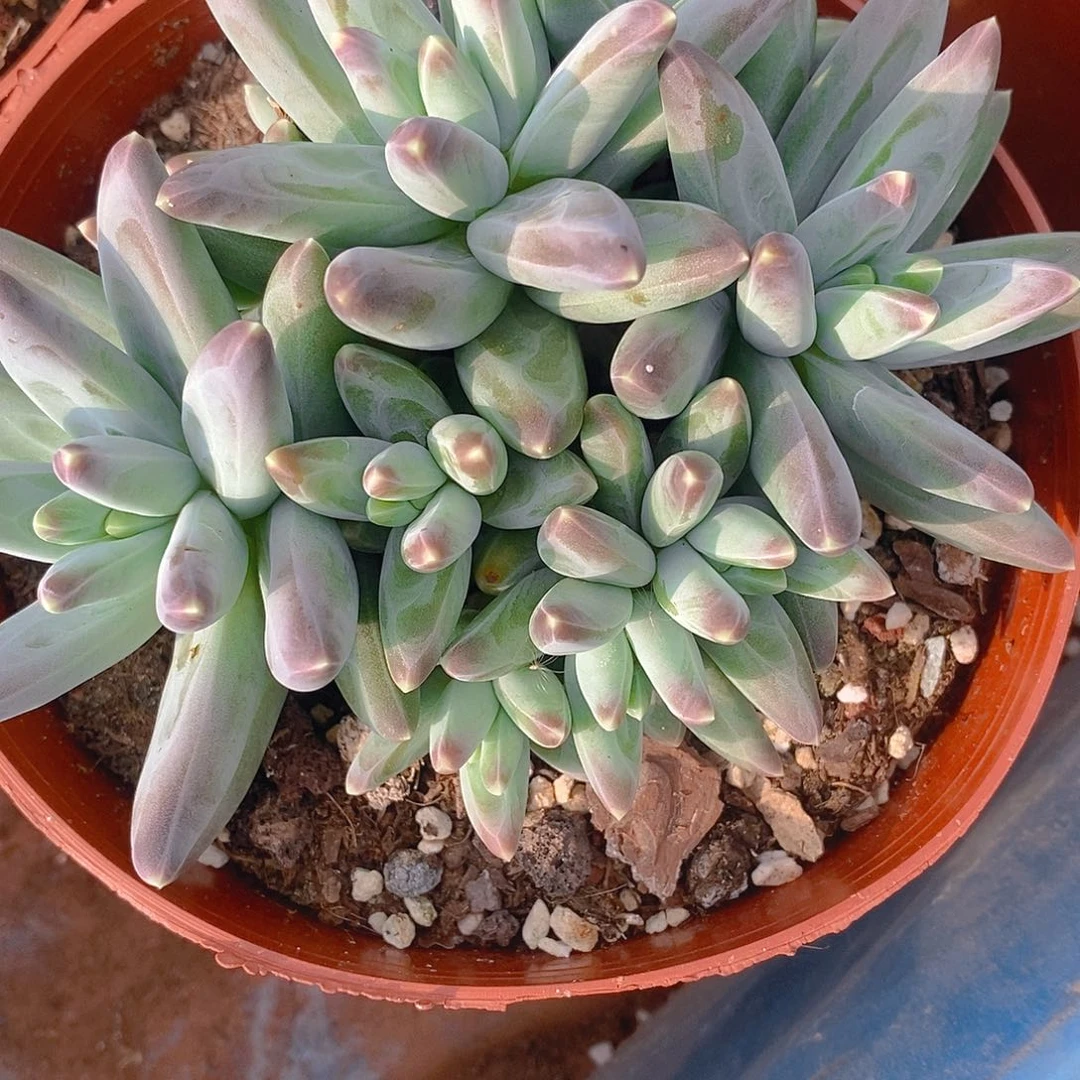 多肉植物凤羽大群