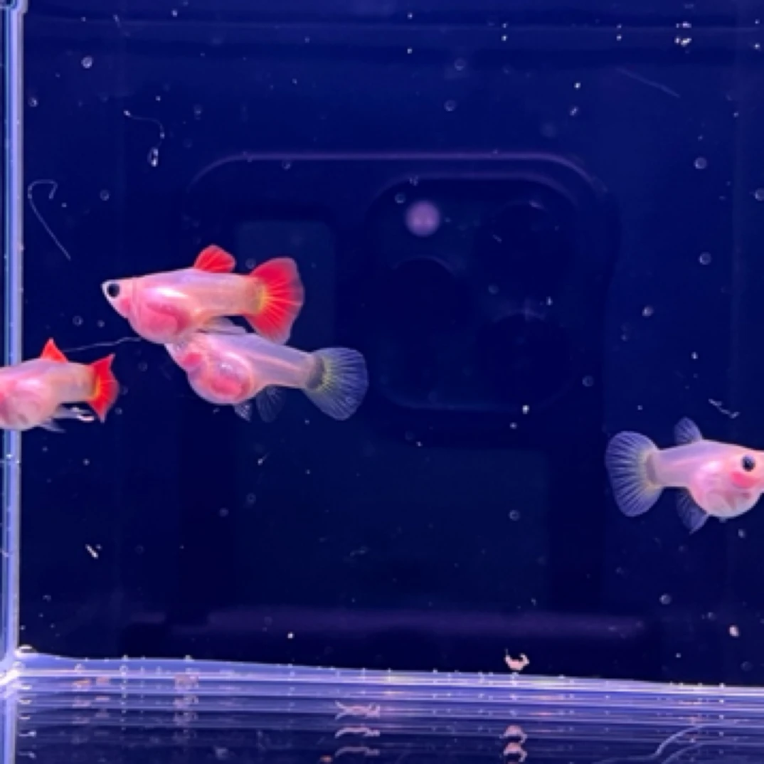 皇家落日短体，C体混发，5对10条，(入缸不报损）