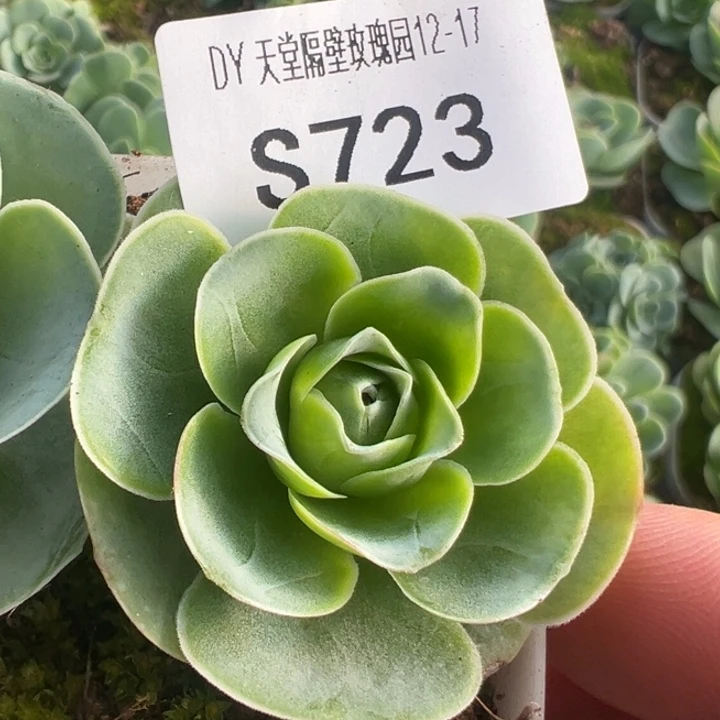 三碗723   彩虹之翼厚叶美娜