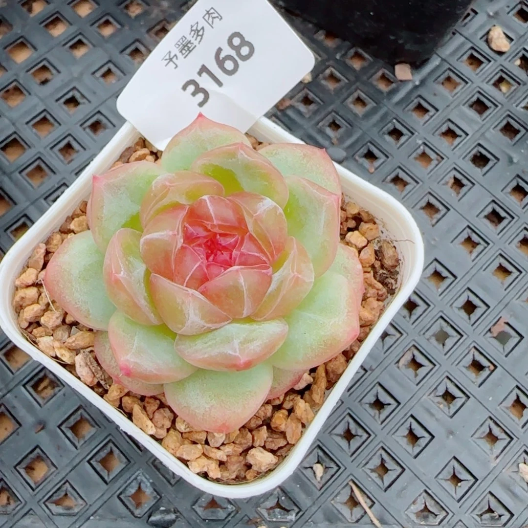 栀子花，3168多肉植物