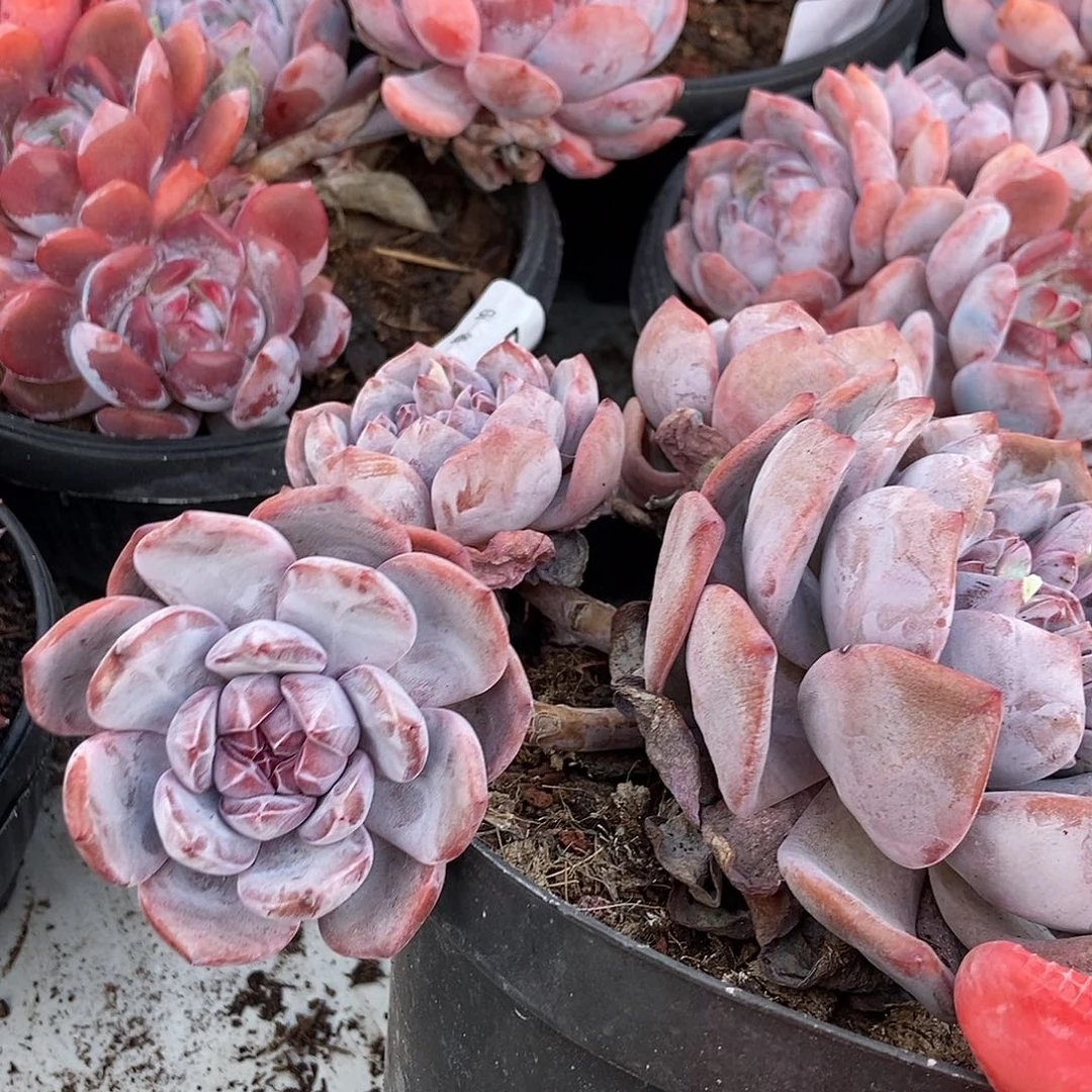 485 石榴籽一物一拍