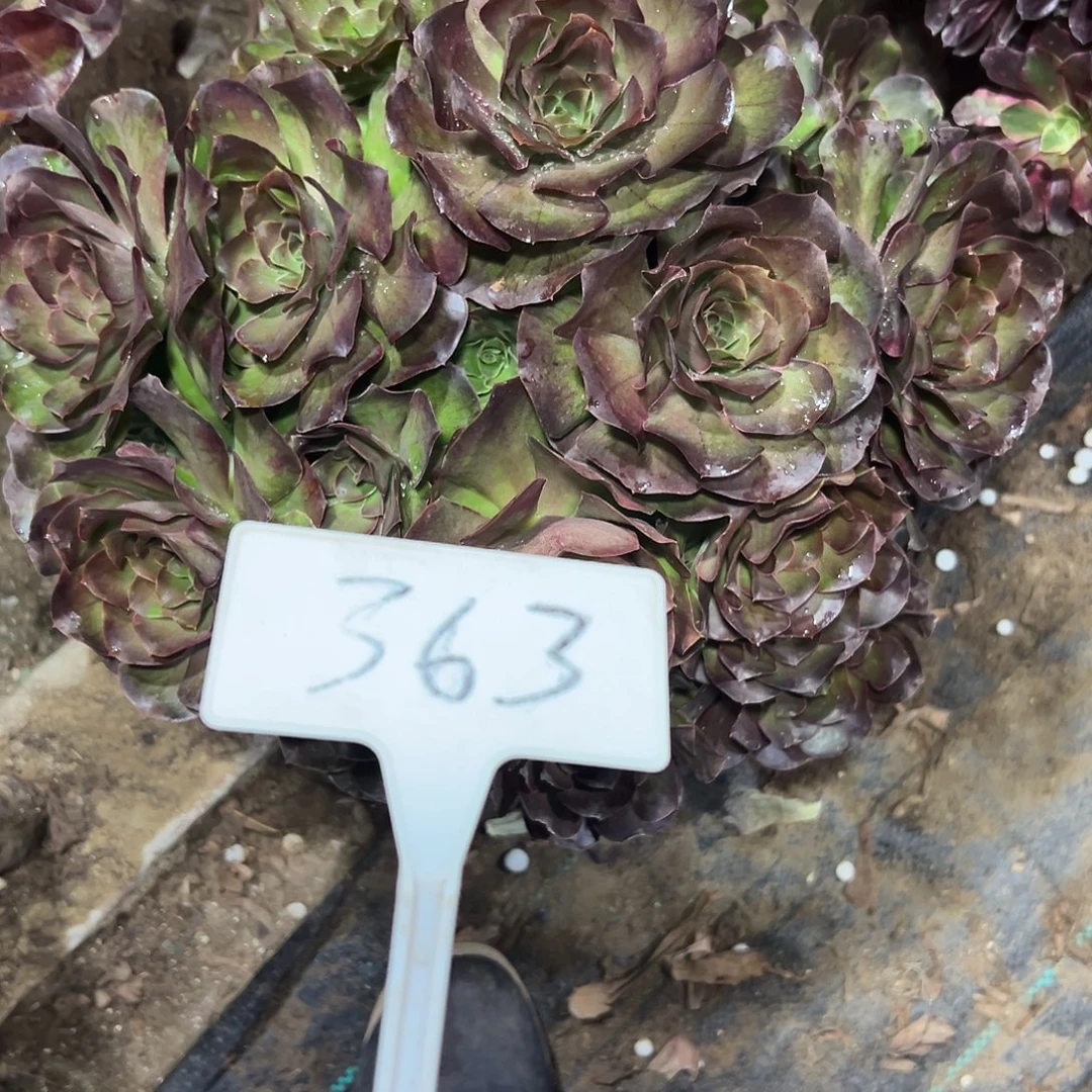 多肉植物梅金法师363