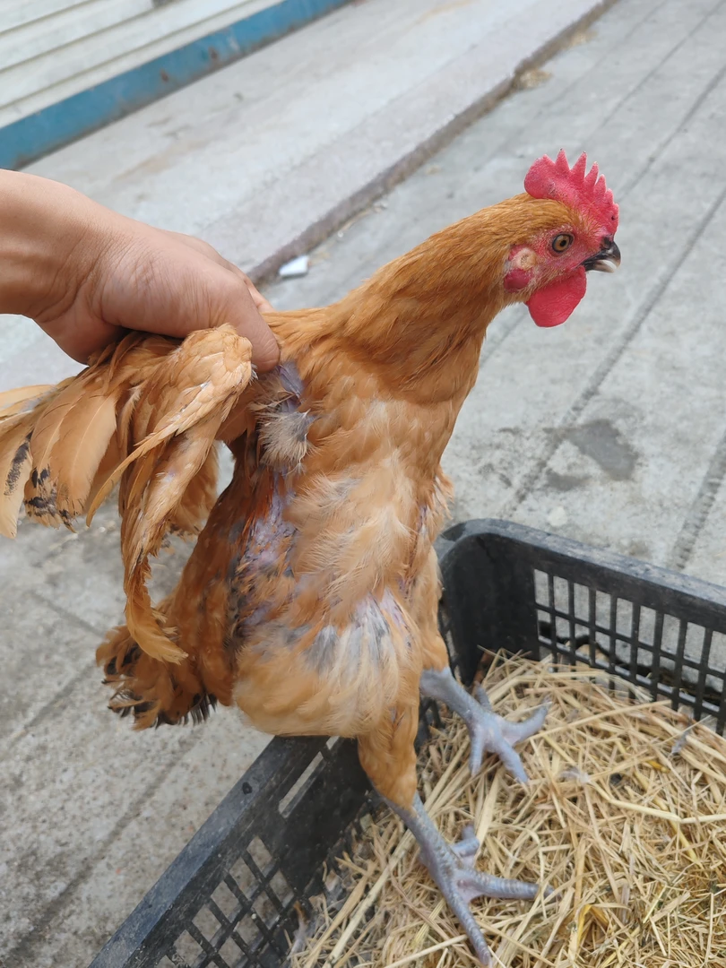 固始小公鸡2斤左右（童子鸡活鸡现杀）