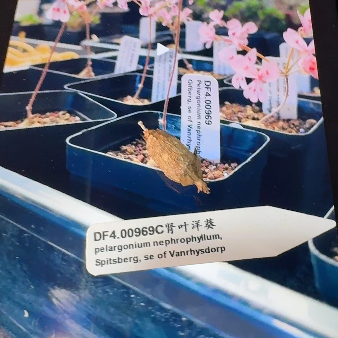肾叶洋葵老桩一个