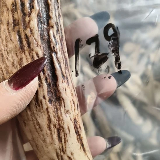 书***正鹿角鹿角鹿角鹿角鹿角鹿角