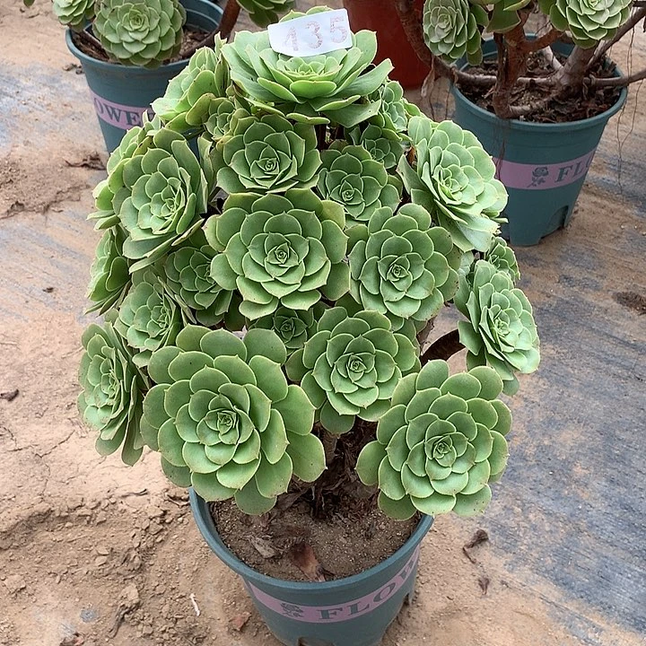 多肉植物绿羊绒435号