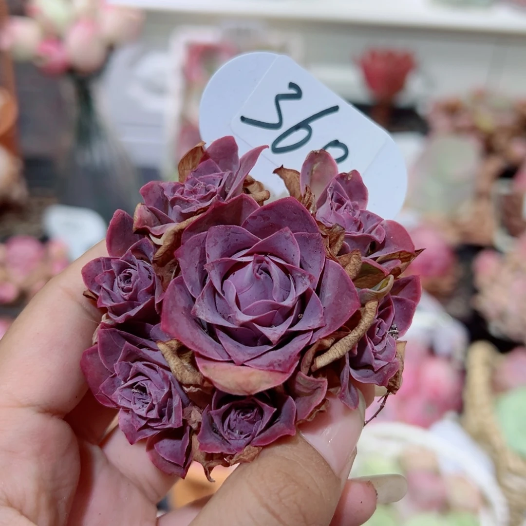 莱*360紫玉手捧花。
