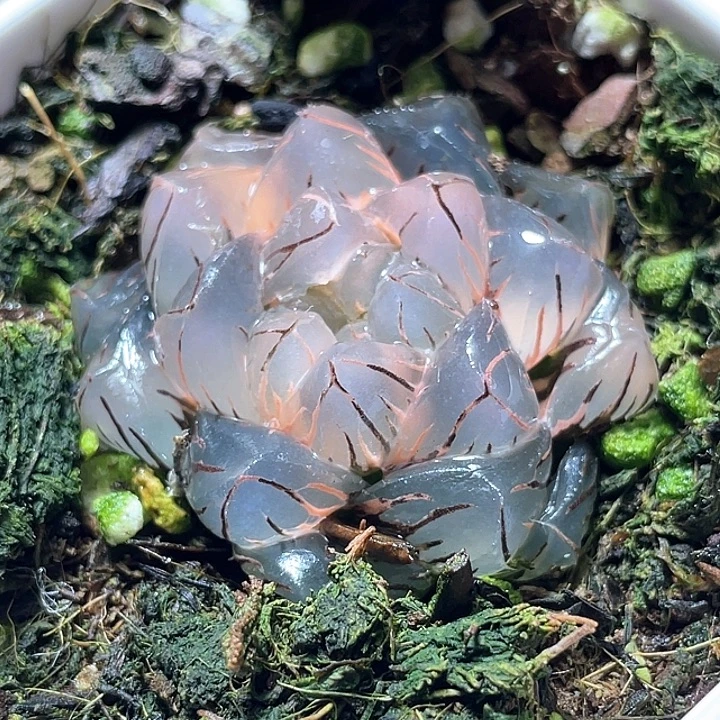 531水中月锦特选福利