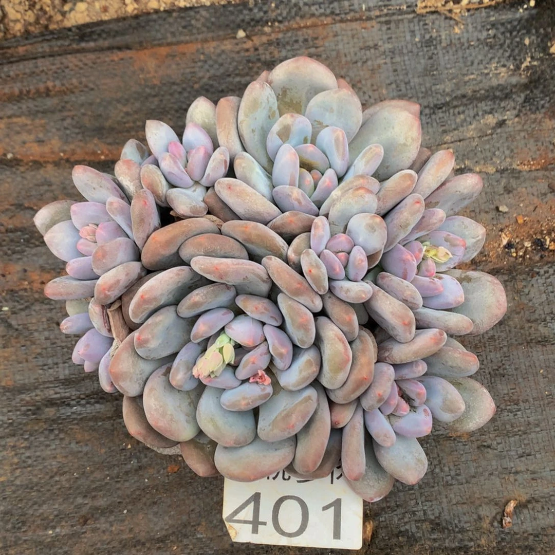 401 星悦多肉植物