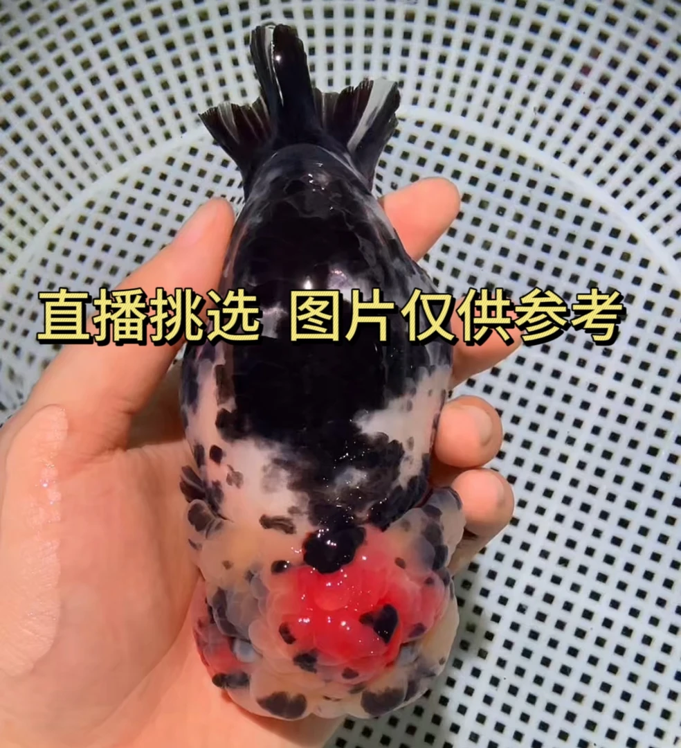 【小蓝兰寿直播专用】一口价精品兰寿齐腮红玉面红袍红虎奶牛兰寿