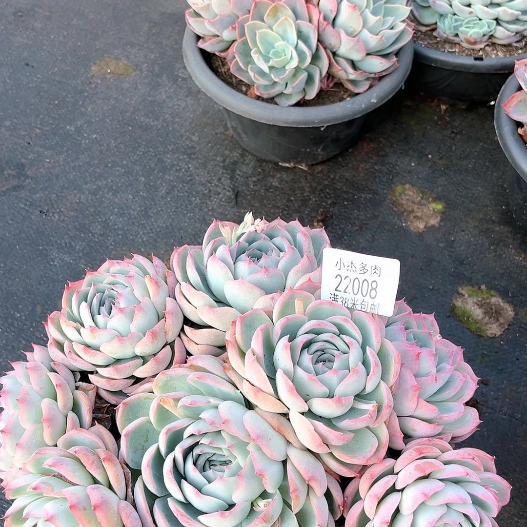 侧影大群生22008