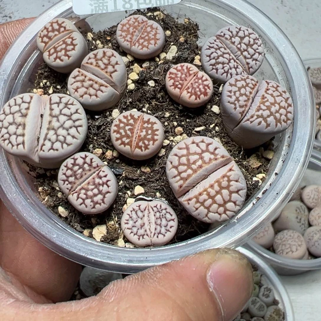 【闪购商品】 669。
