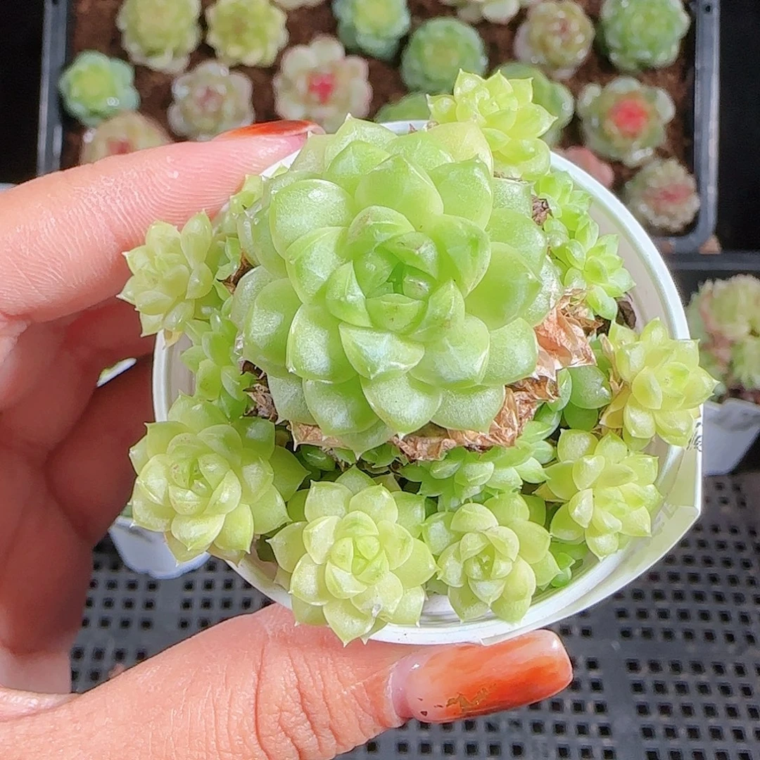 1018---162(ttp-23麦秆优选不包整