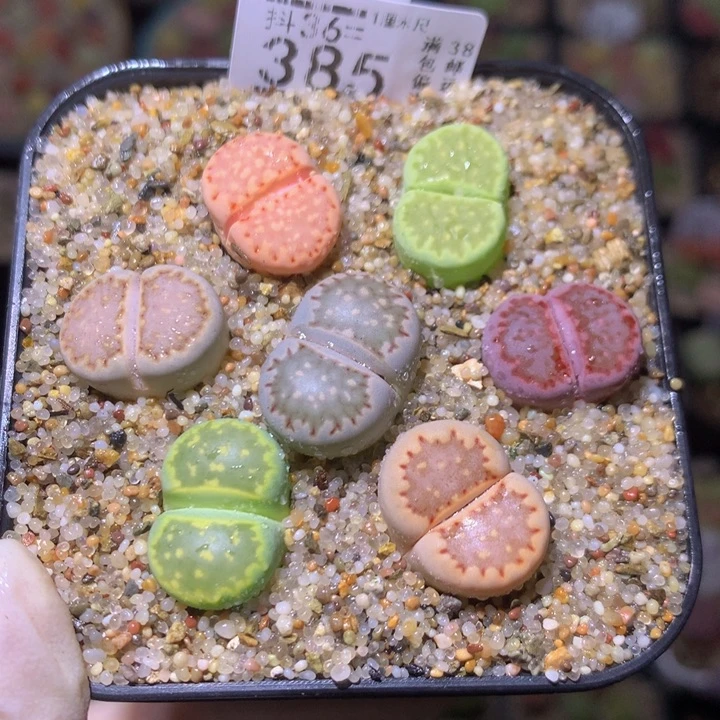 精品生石花36.385