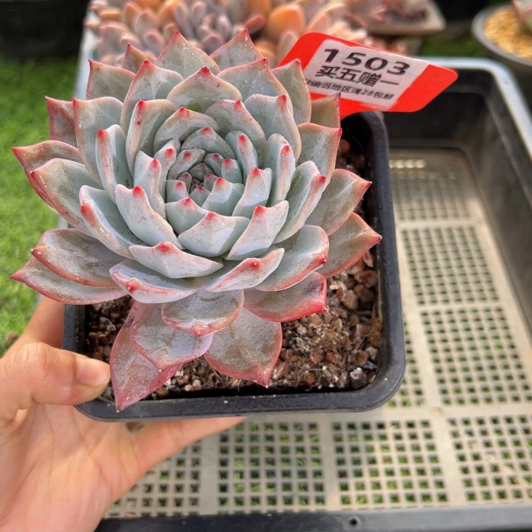 表妹精品多肉1503.