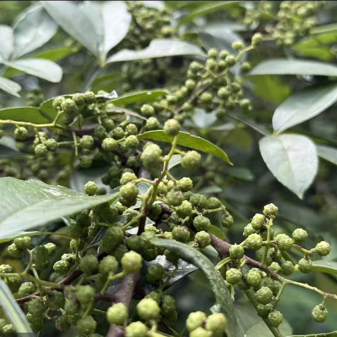 贵州榕江三叶青花椒新麻椒青麻椒藤椒绿麻椒粒干青花椒调味料