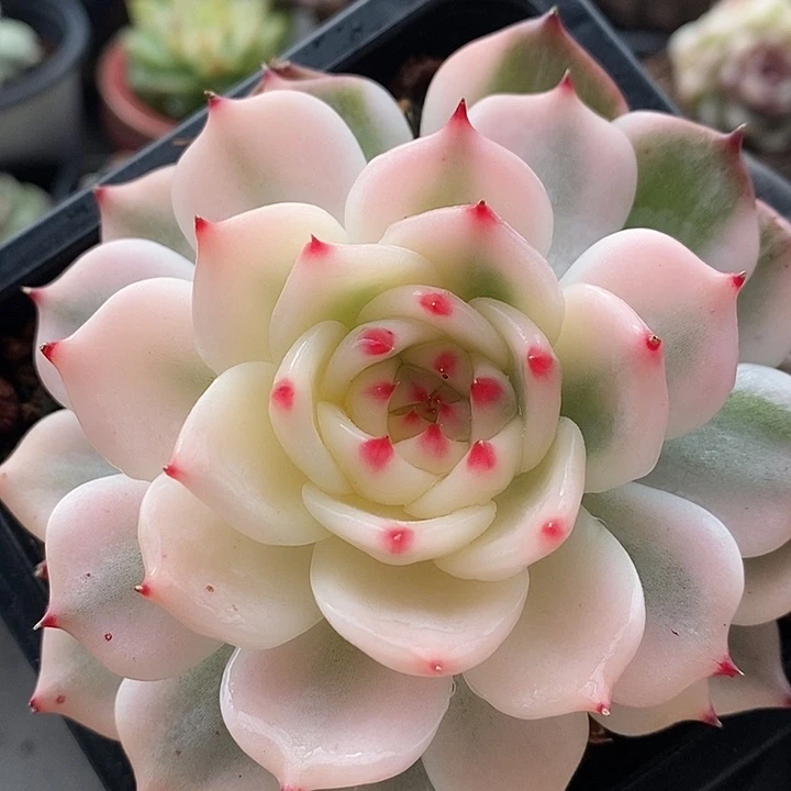 高***）吉娃娃锦福利多肉