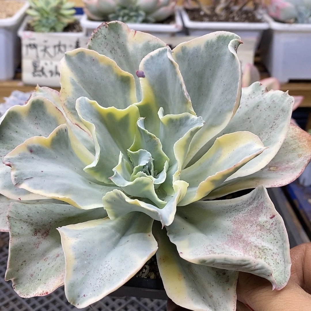 27126 月亮河锦多肉