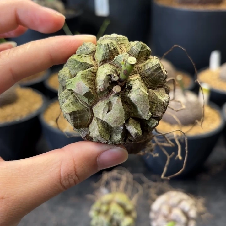 ゛***猴剑甲龟甲龙脱土发货